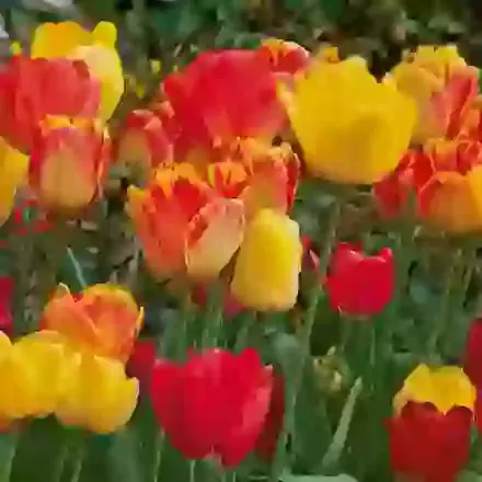 Darwin Mixed Hybrids